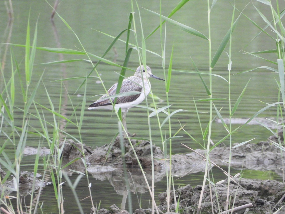 Common Greenshank - ML645486586