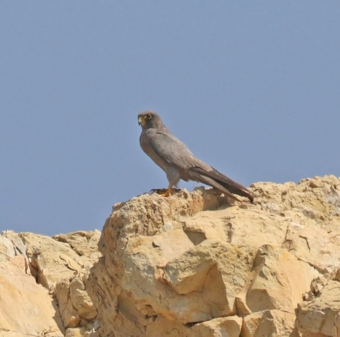 Sooty Falcon - ML645486591