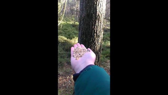 Синиця чорна (підвид britannicus/hibernicus) - ML645486596