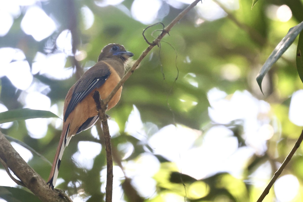 Malabar Trogon - ML645486600