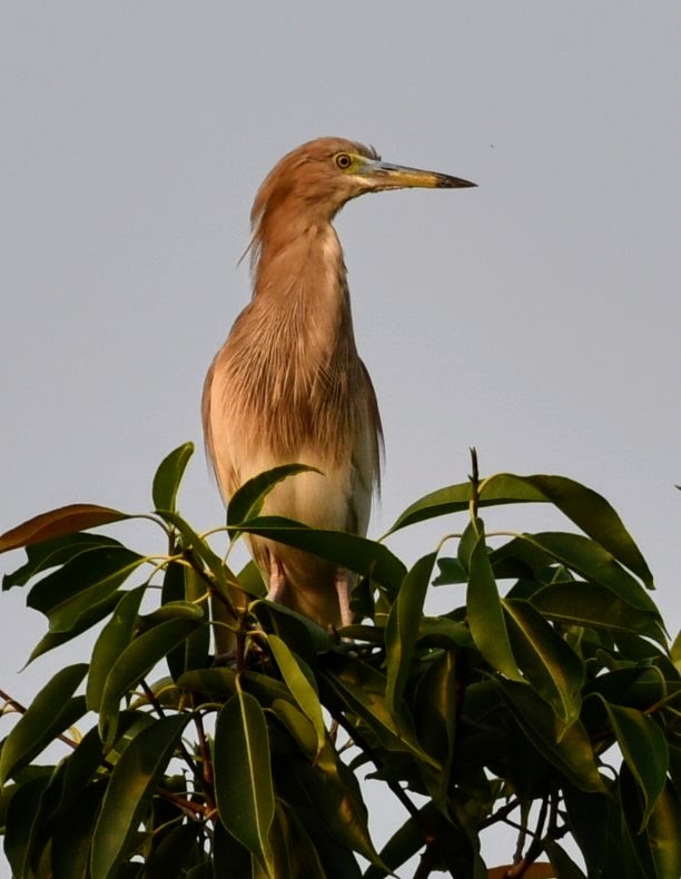 Indian Pond-Heron - ML645486604