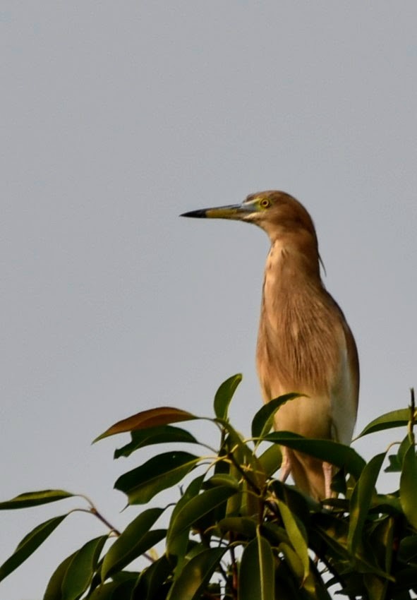Indian Pond-Heron - ML645486605