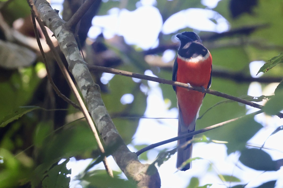 Malabar Trogon - ML645486606