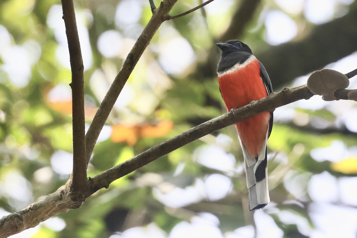 Malabar Trogon - ML645486607