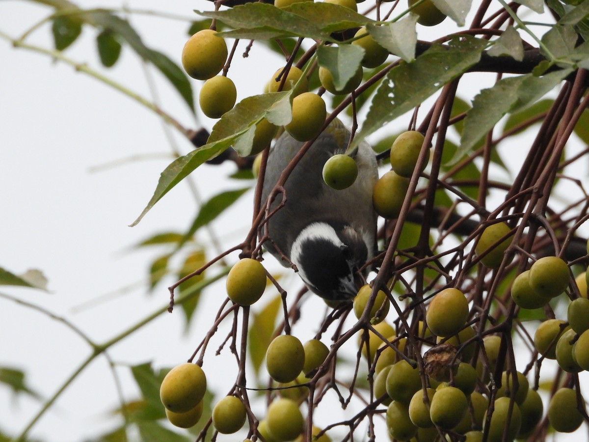 Light-vented Bulbul - ML645486610