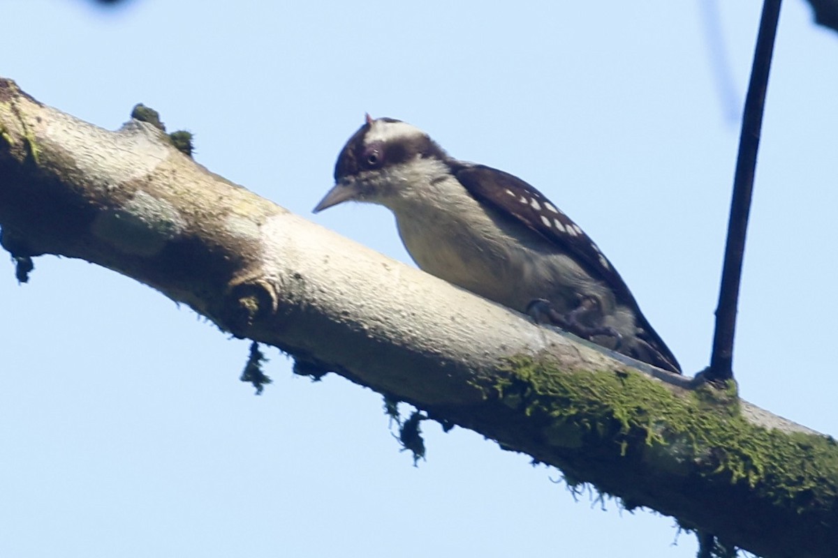 Brown-capped Pygmy Woodpecker - ML645486611