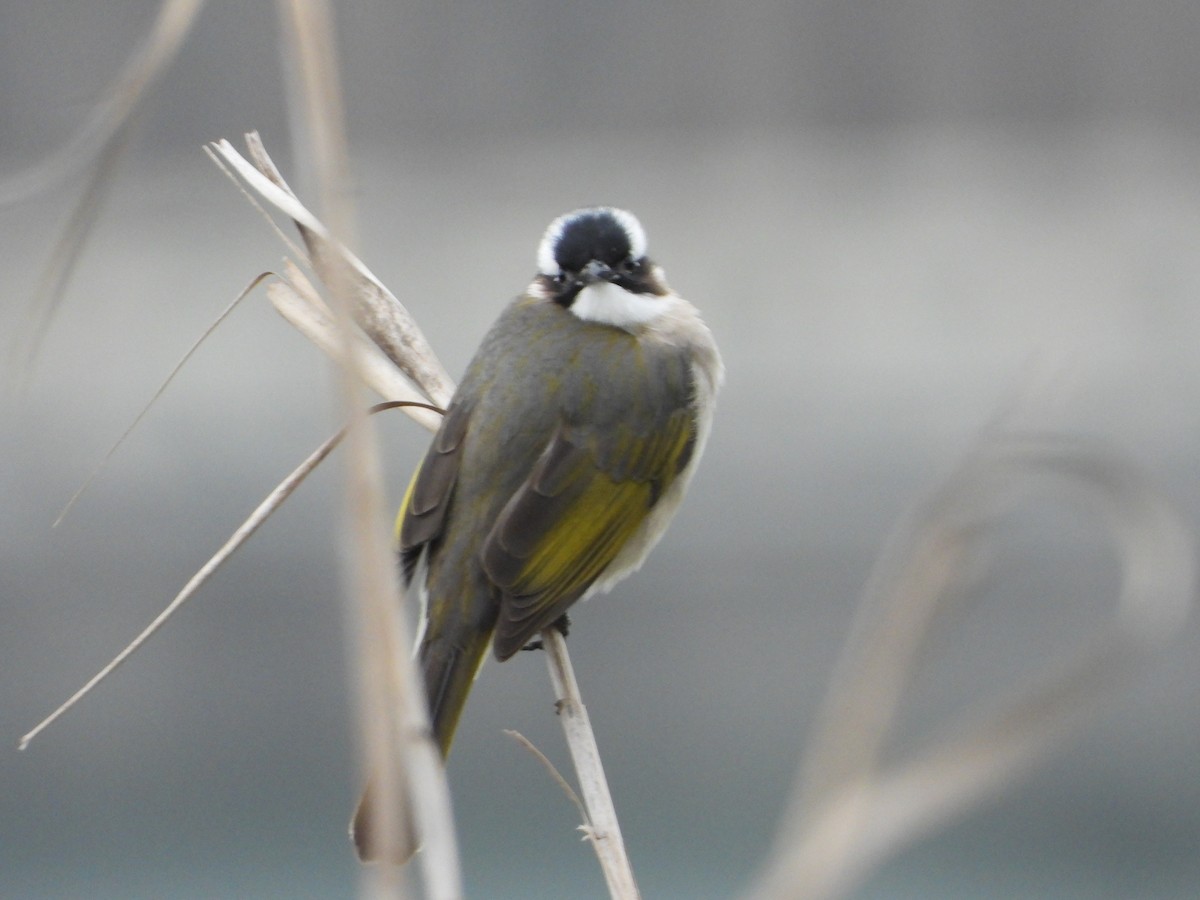 Light-vented Bulbul - ML645486614