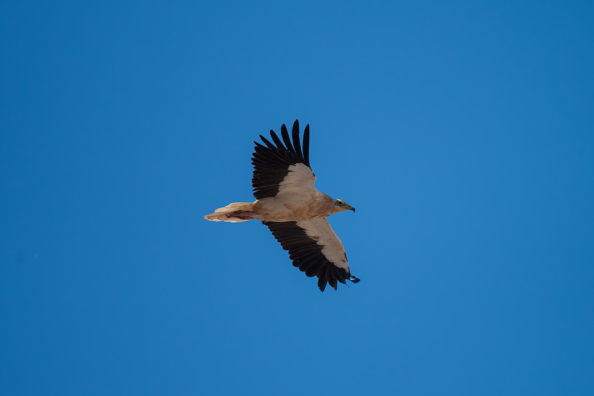 Egyptian Vulture - ML645486615