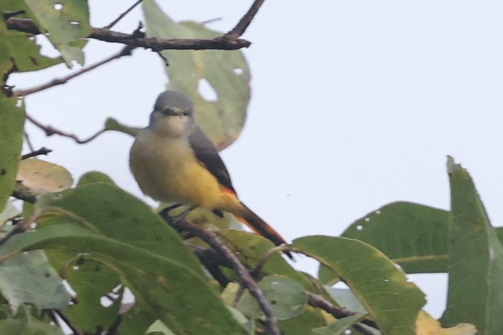 Small Minivet - ML645486619
