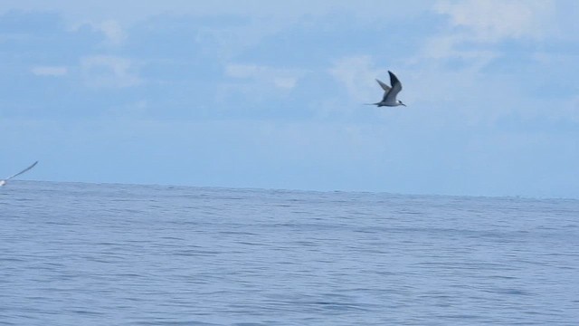 Крячок строкатий - ML645486627