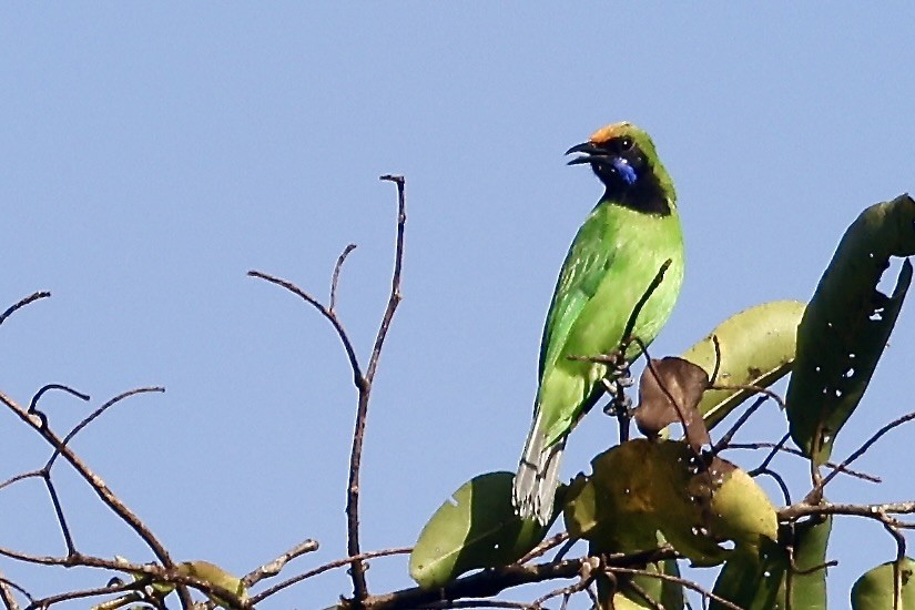 Golden-fronted Leafbird - ML645486639