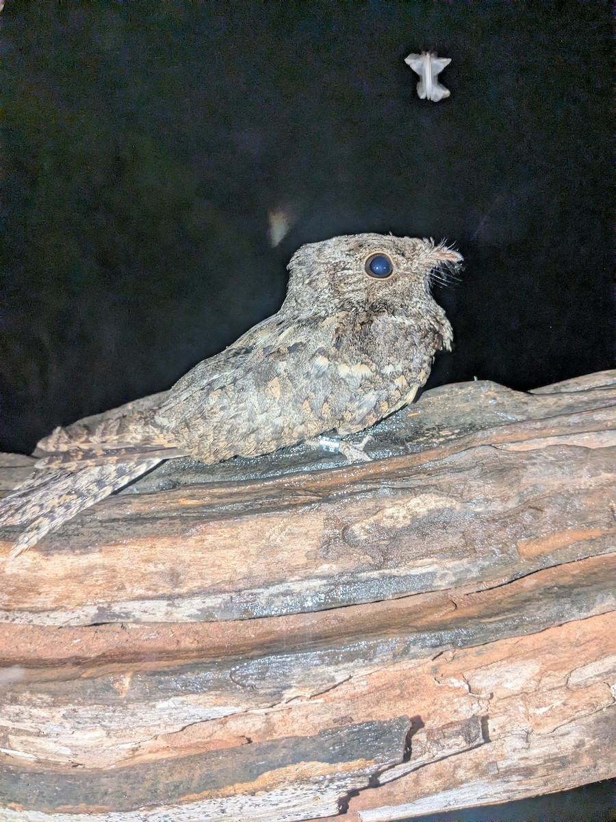 Мраморный козодой - ML645486647