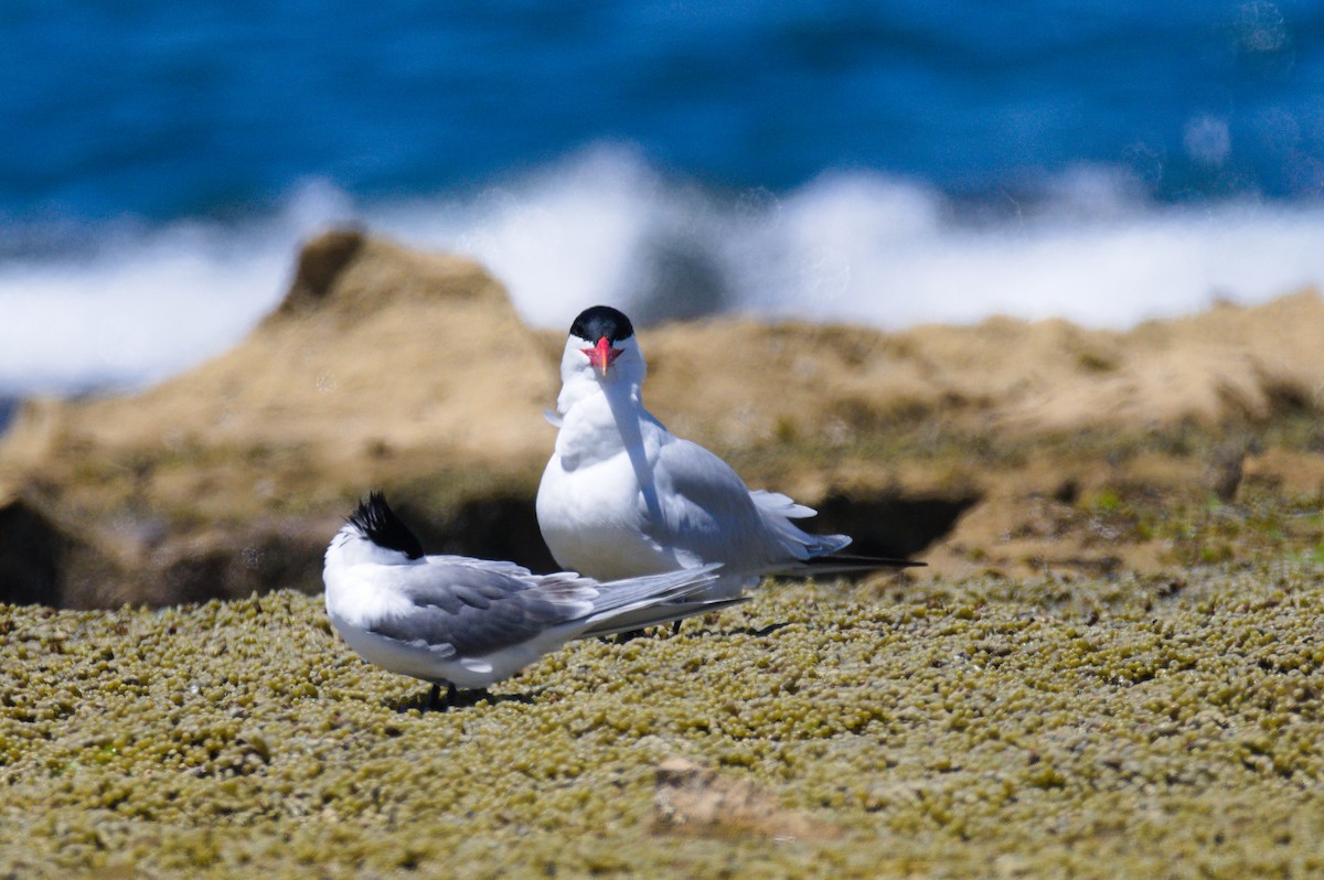 Крячок каспійський - ML645486656