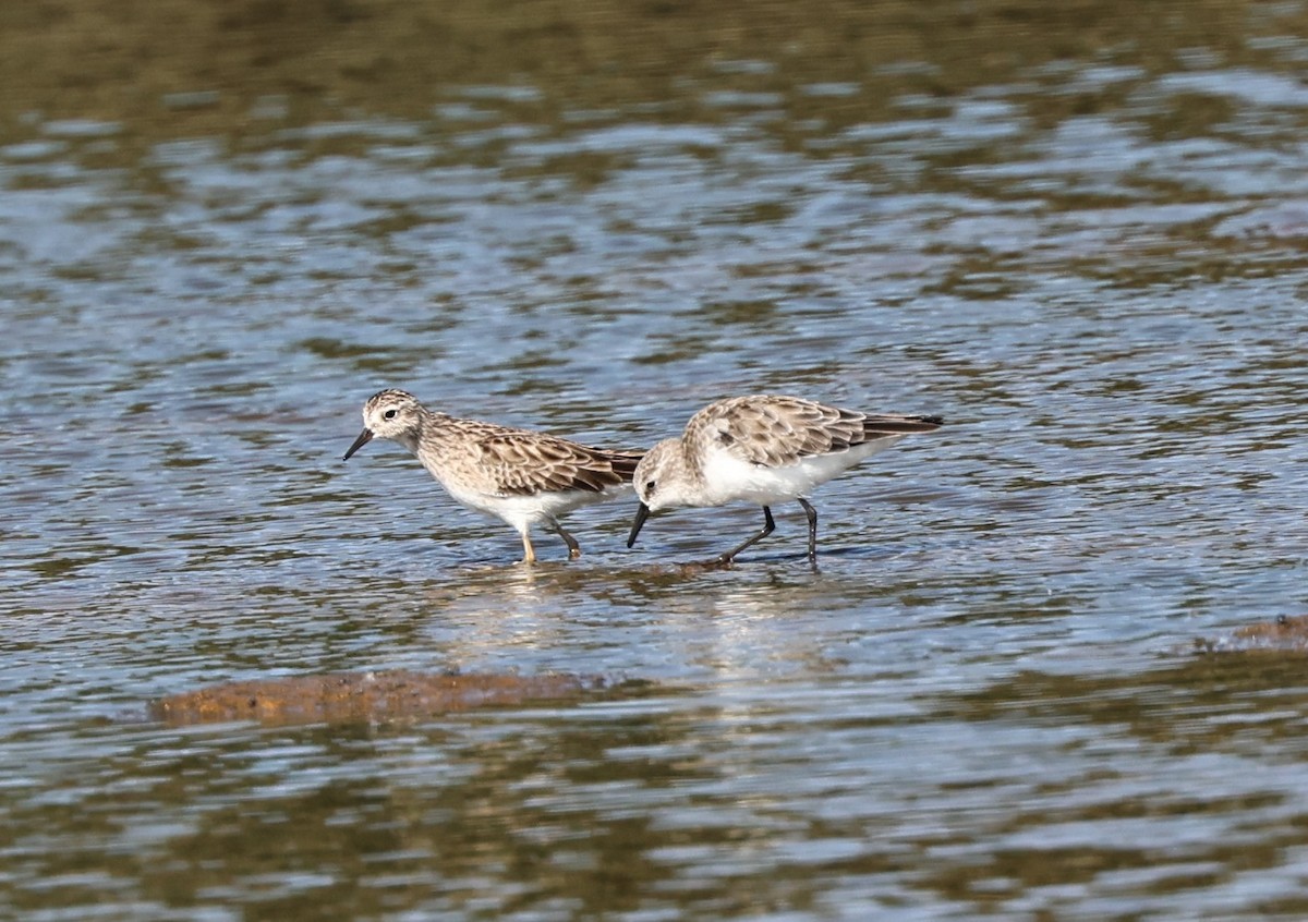 Побережник малий - ML645486657