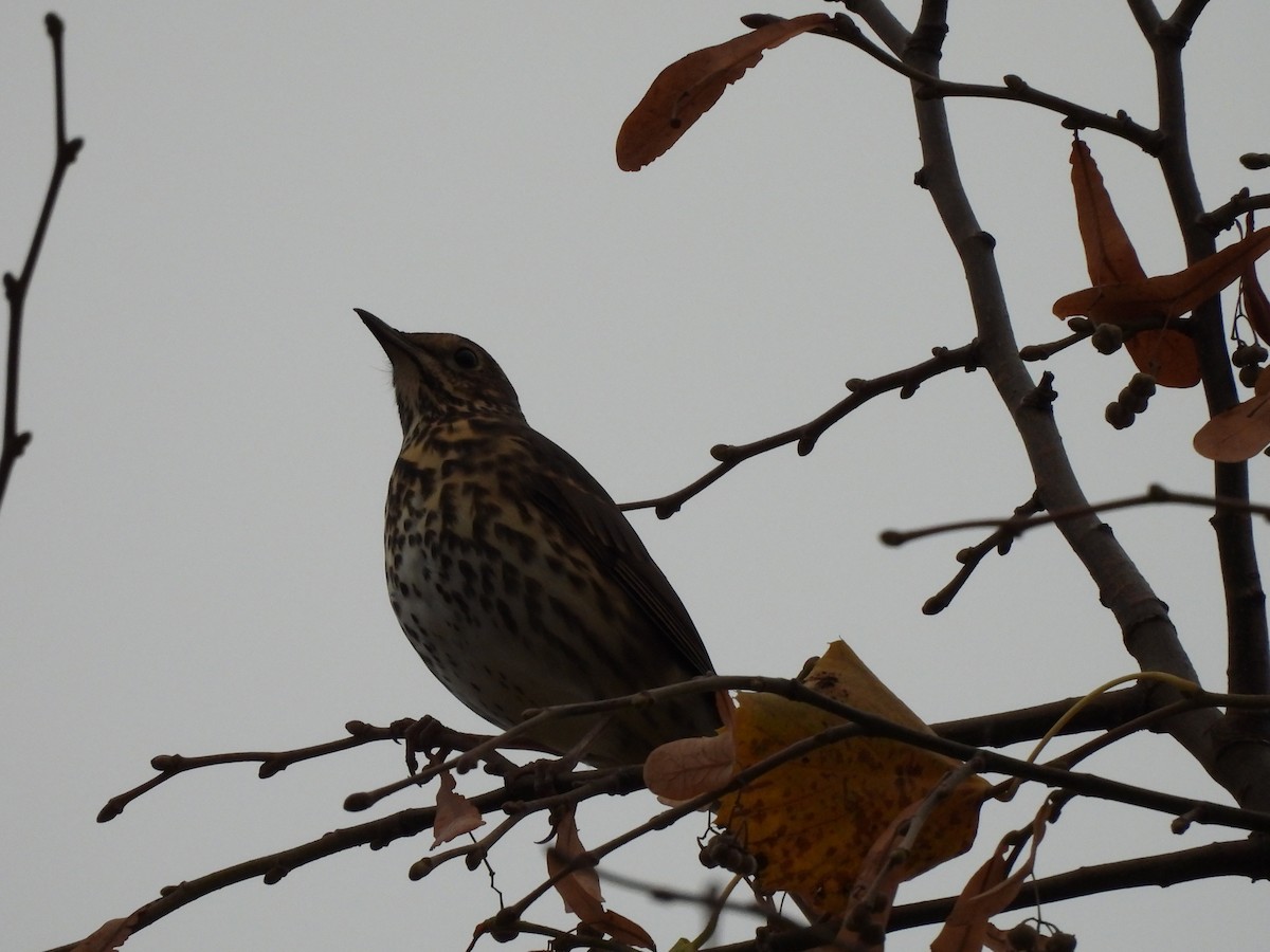 Redwing (Eurasian) - ML645486661