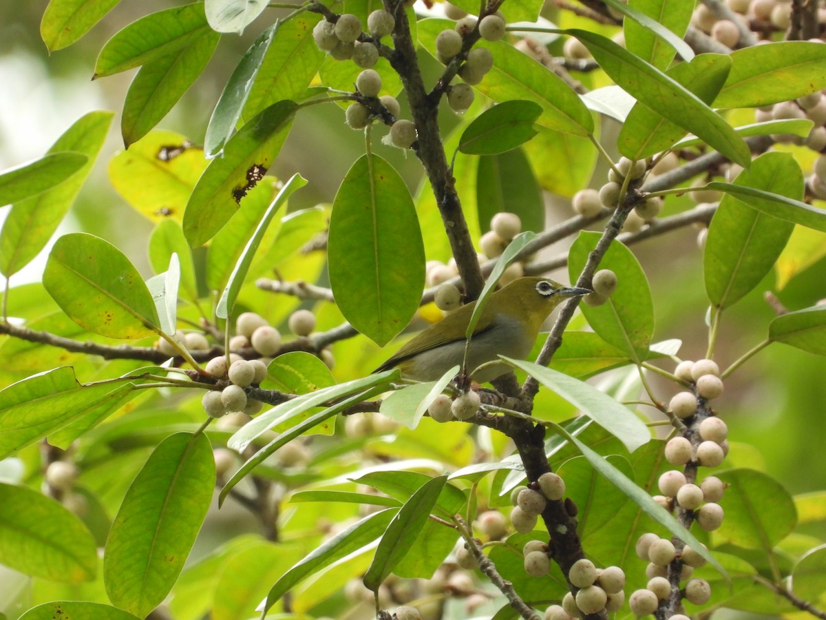 Окулярник китайський - ML645486663