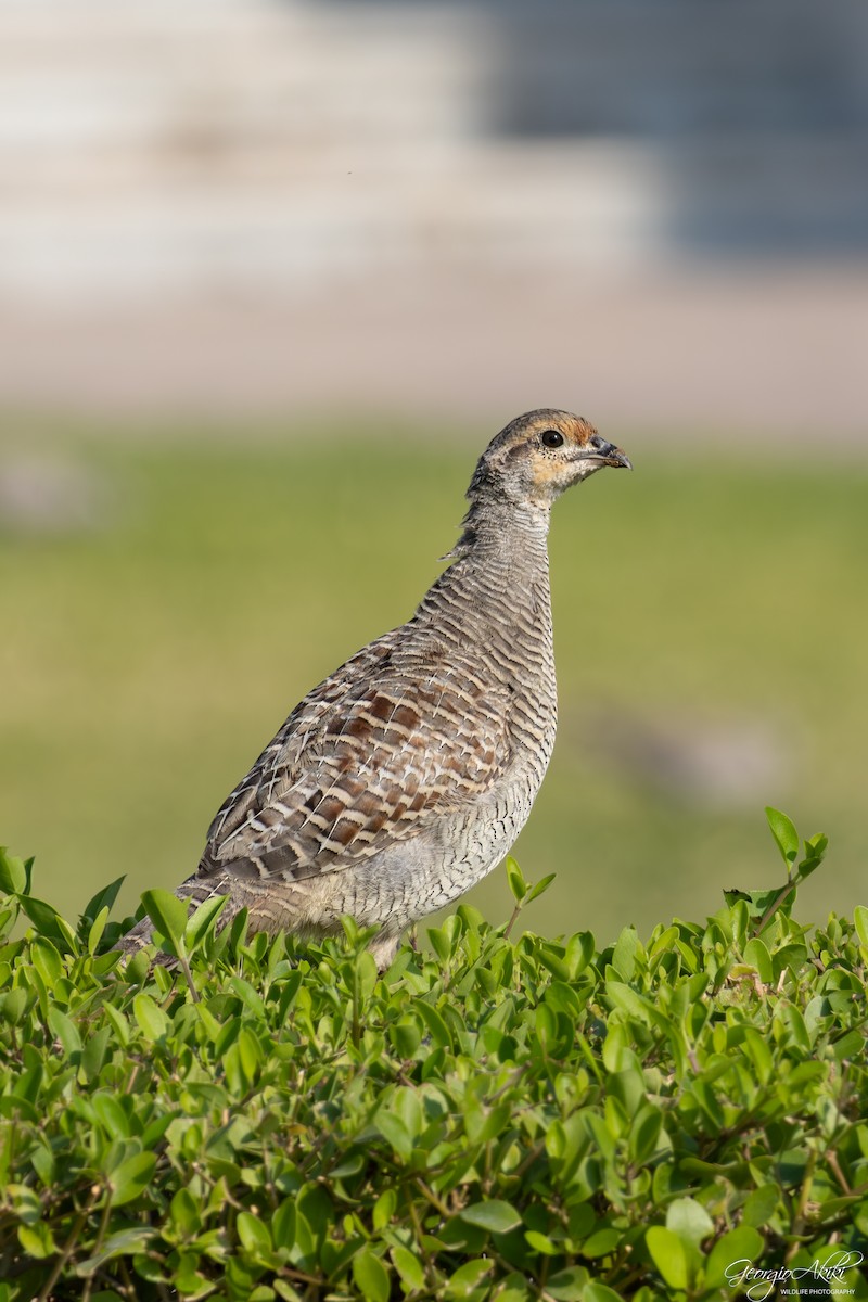 Турач сірий - ML645486664