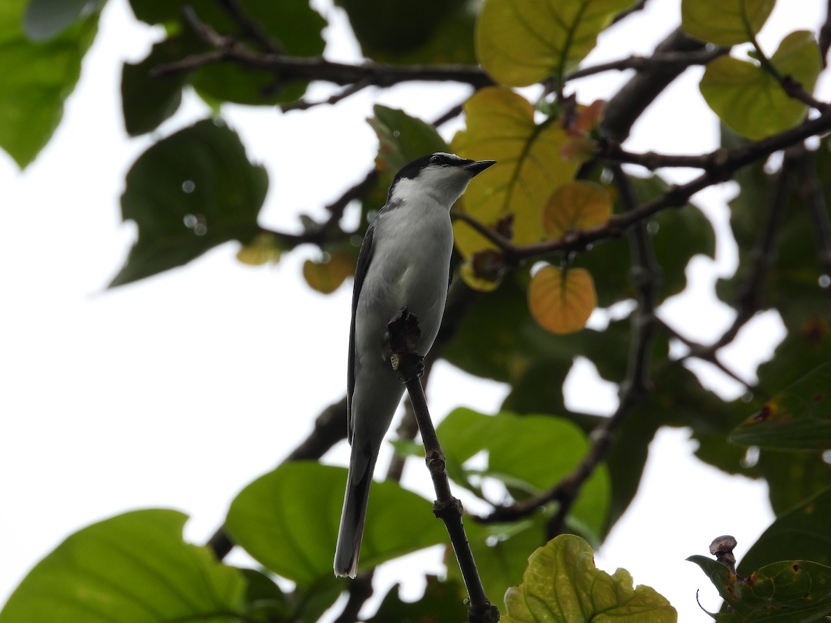 Личинкоїд сірий - ML645486665