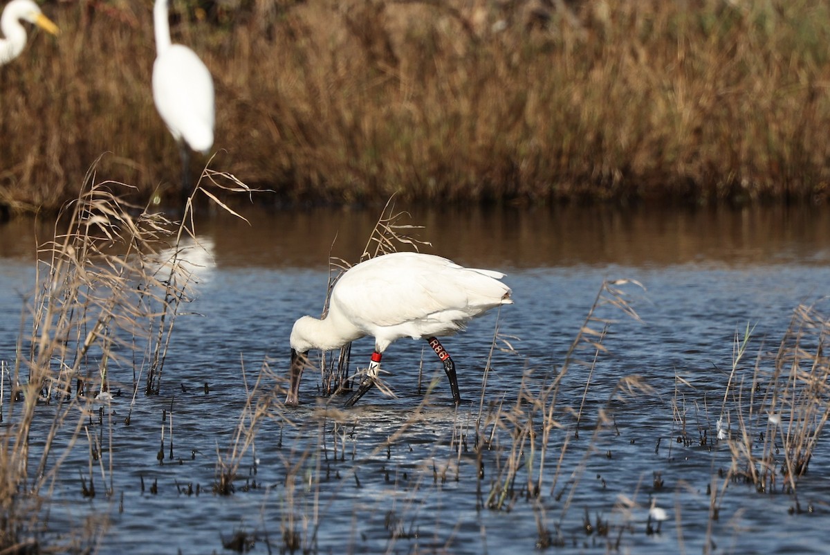 Косар малий - ML645486667