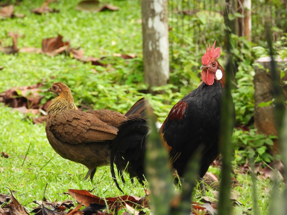 Курка банківська (свійська) - ML645486671