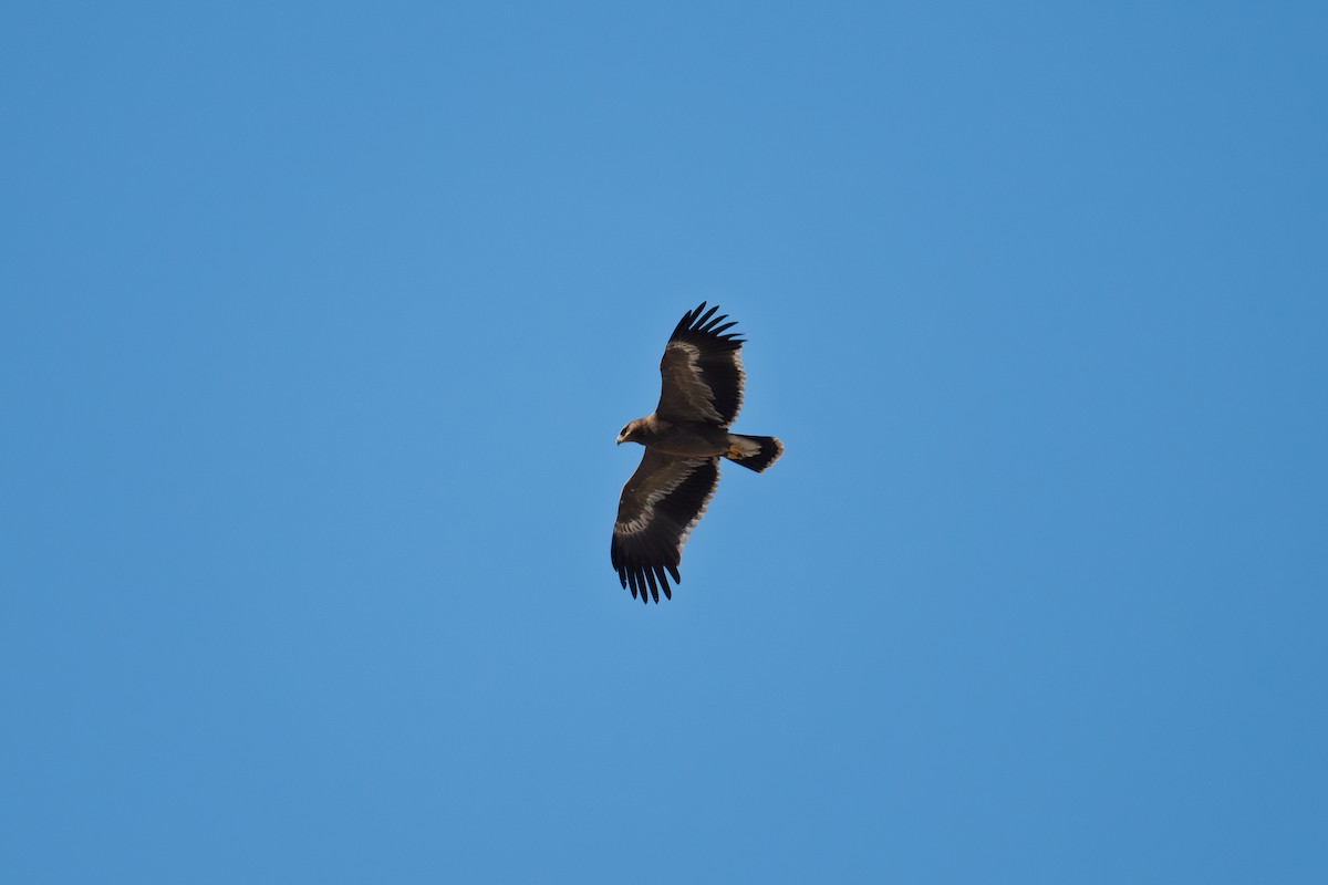 Орел степовий - ML645486672