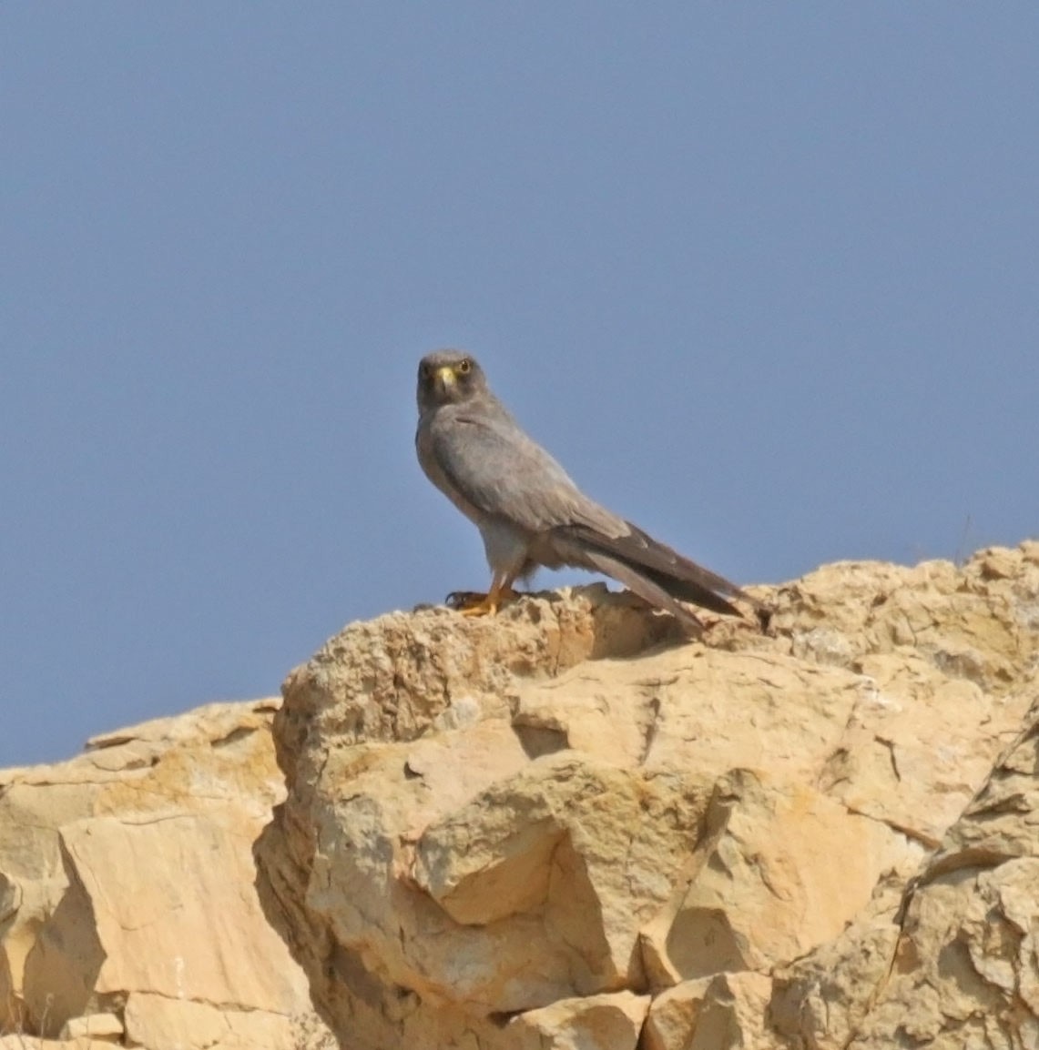 Підсоколик сірий - ML645486674