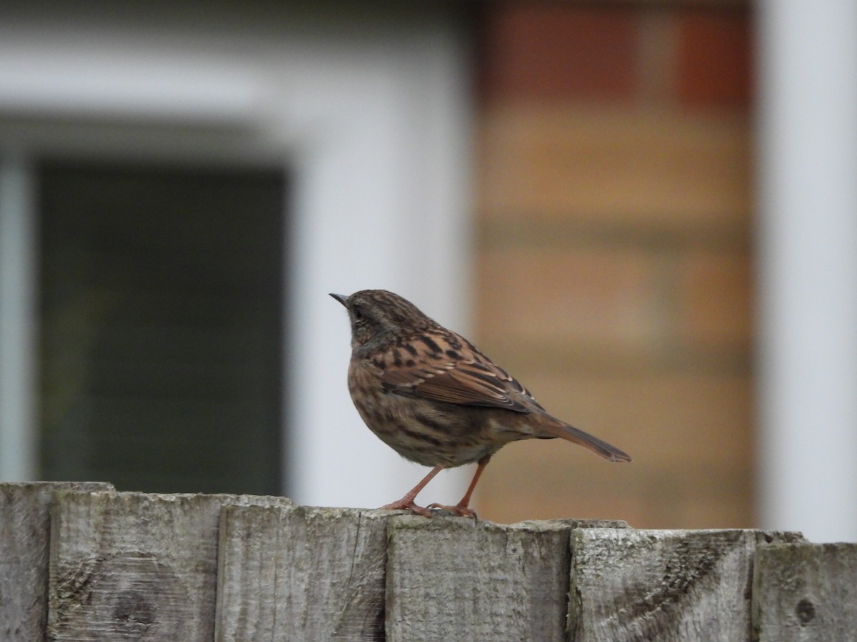 Dunnock - ML645486676