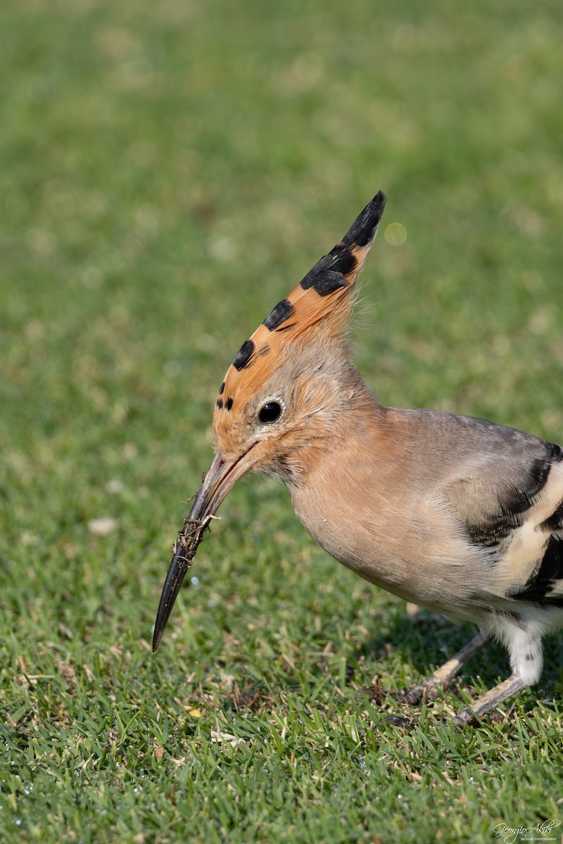 Одуд євразійський - ML645486678