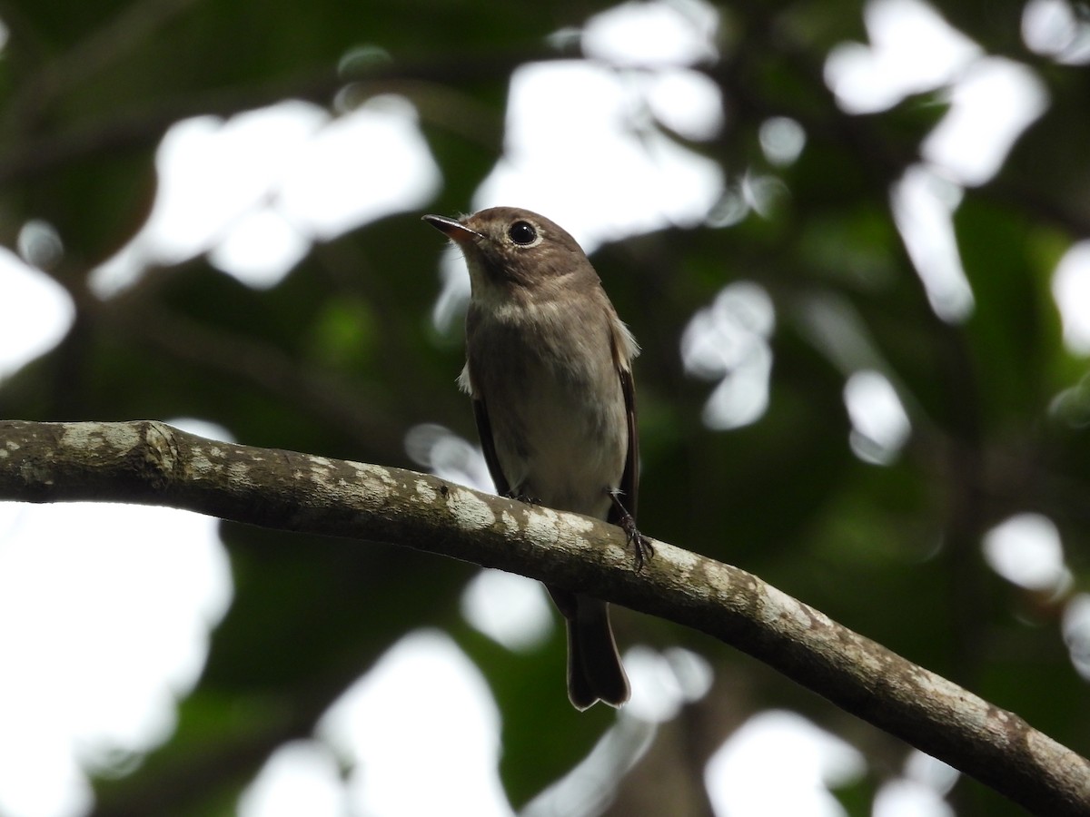 Asian Brown Flycatcher - ML645486679