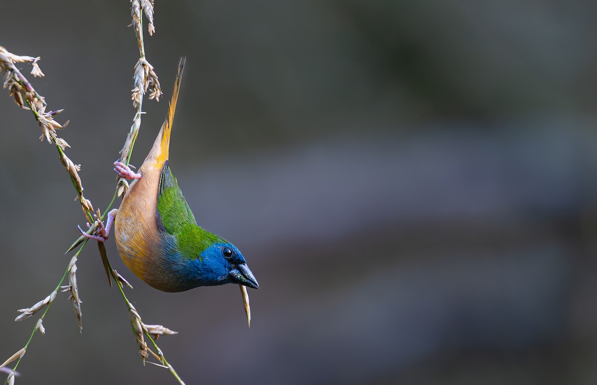 Pin-tailed Parrotfinch - ML645486681