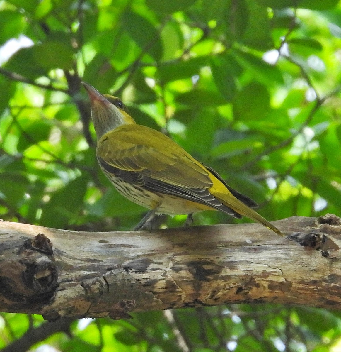 Black-naped Oriole - ML645486682
