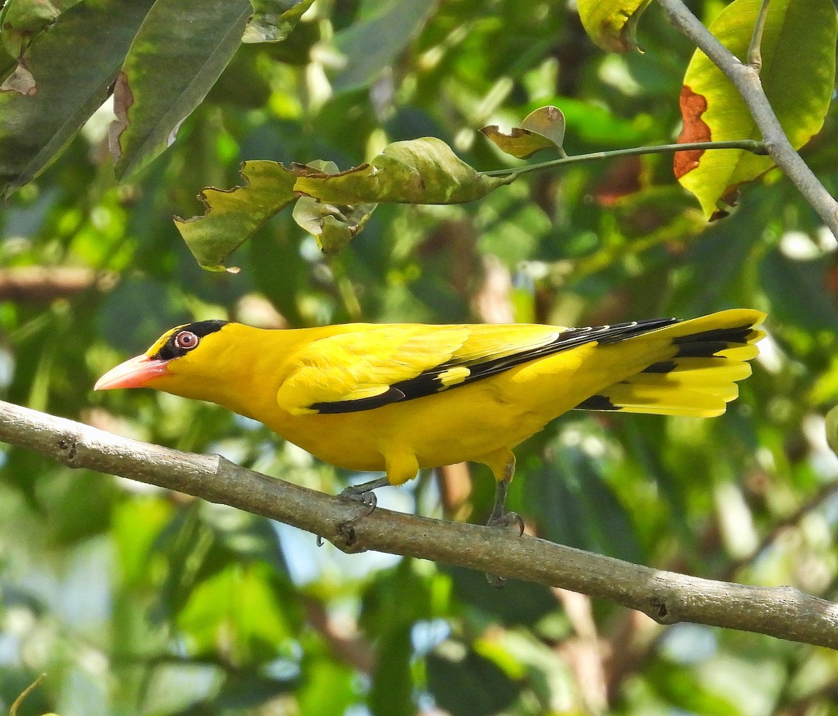 Black-naped Oriole - ML645486685