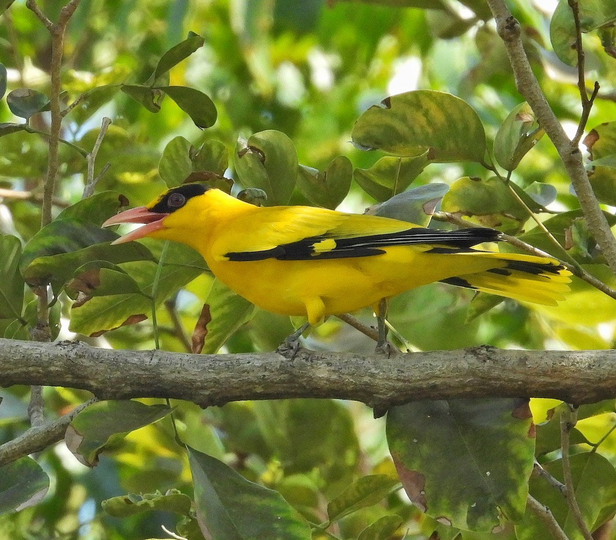Black-naped Oriole - ML645486686