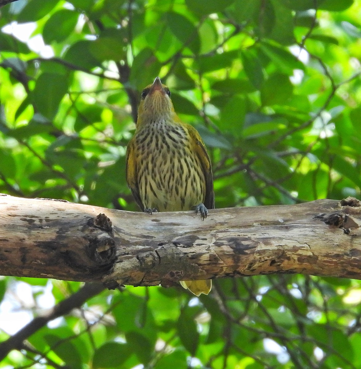 Black-naped Oriole - ML645486687