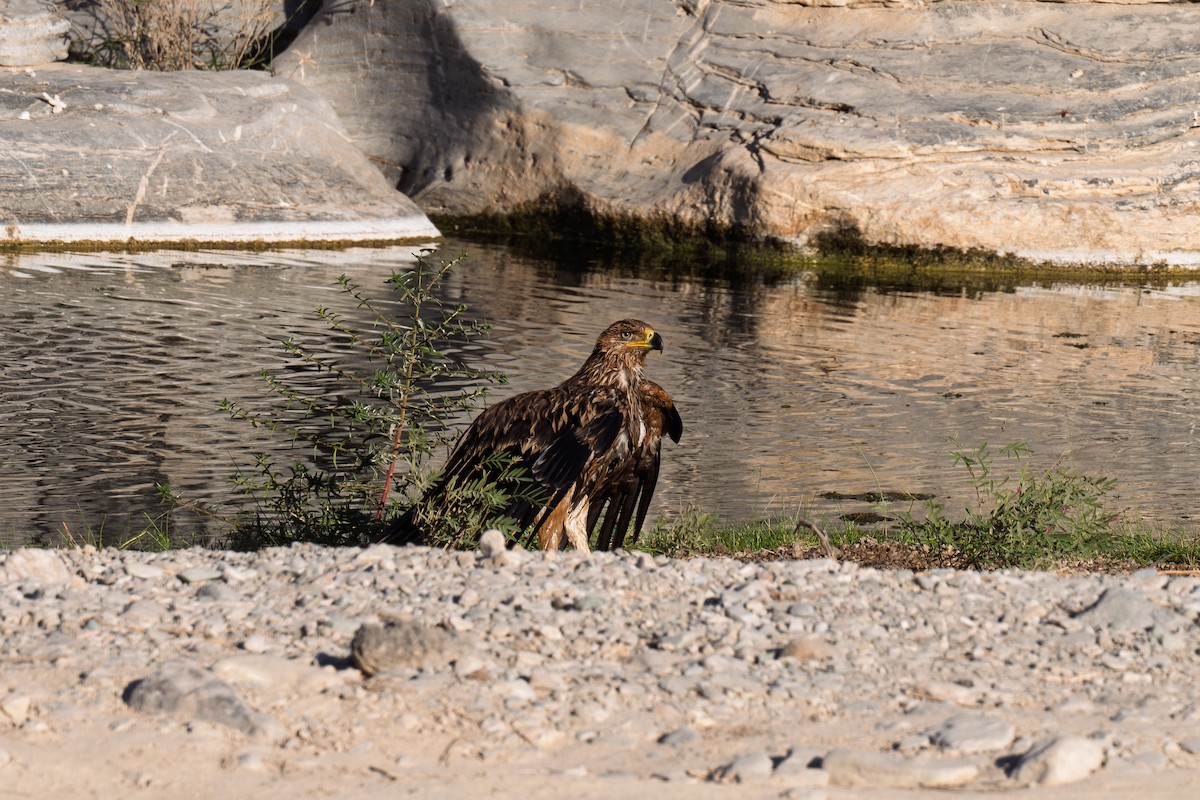 Imperial Eagle - ML645486691