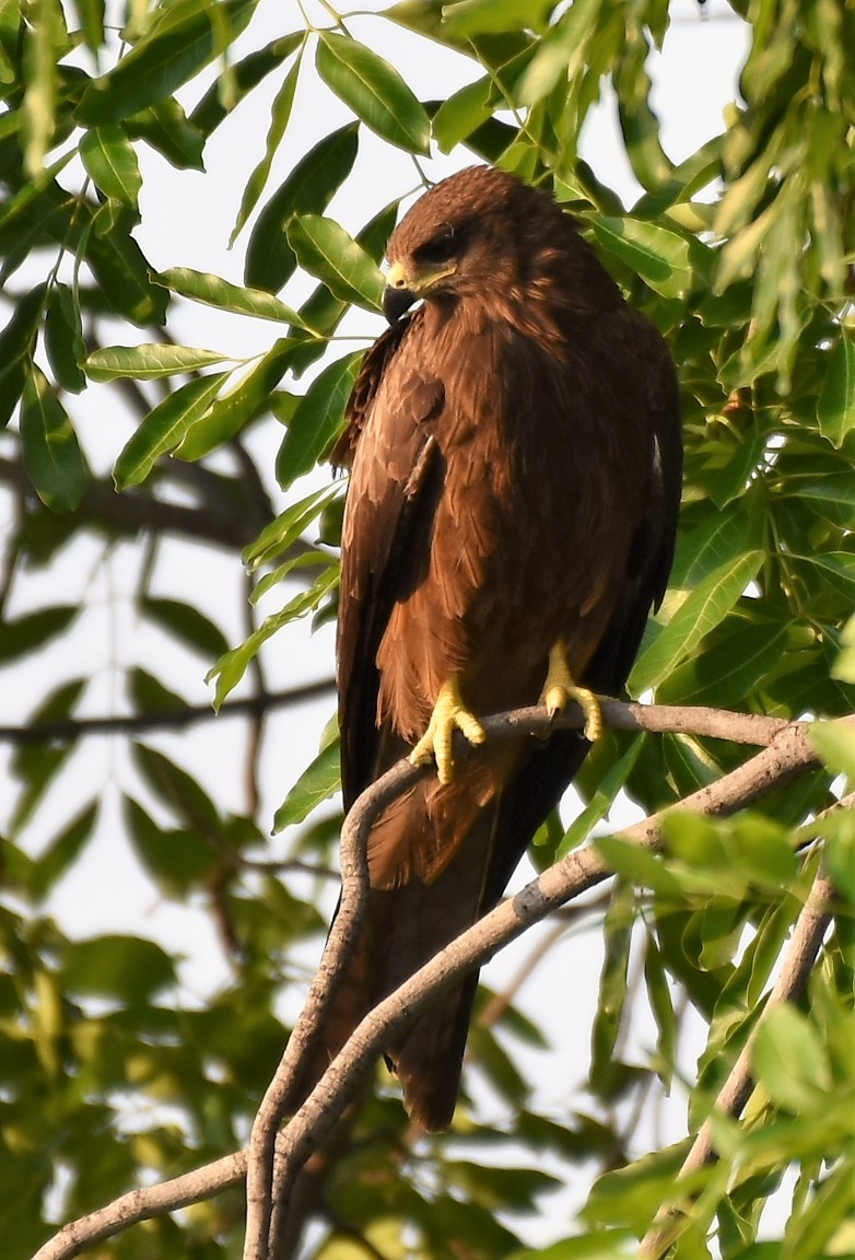 Black Kite - ML645486692