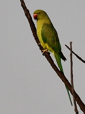 Rose-ringed Parakeet - ML645486693