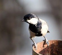 Asian Tit - ML645486694