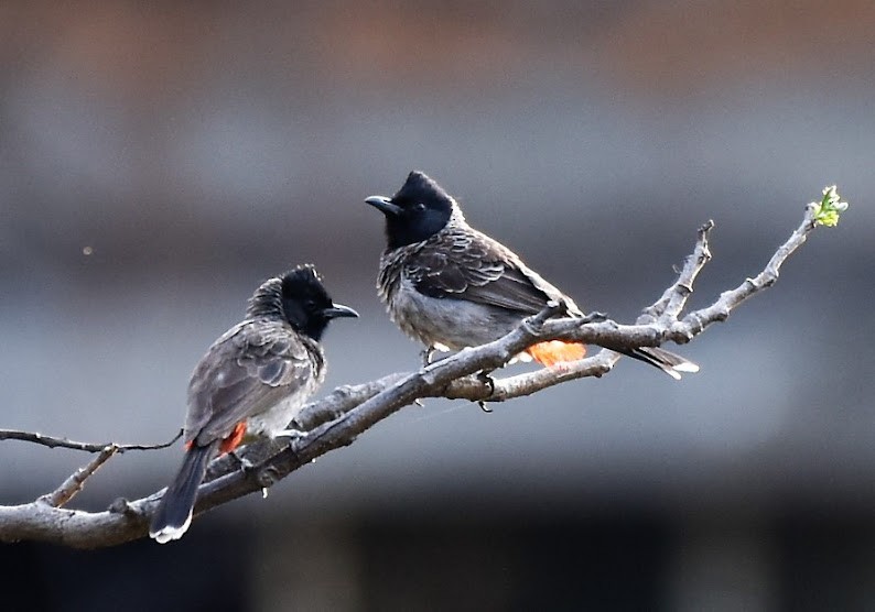 Red-vented Bulbul - ML645486695