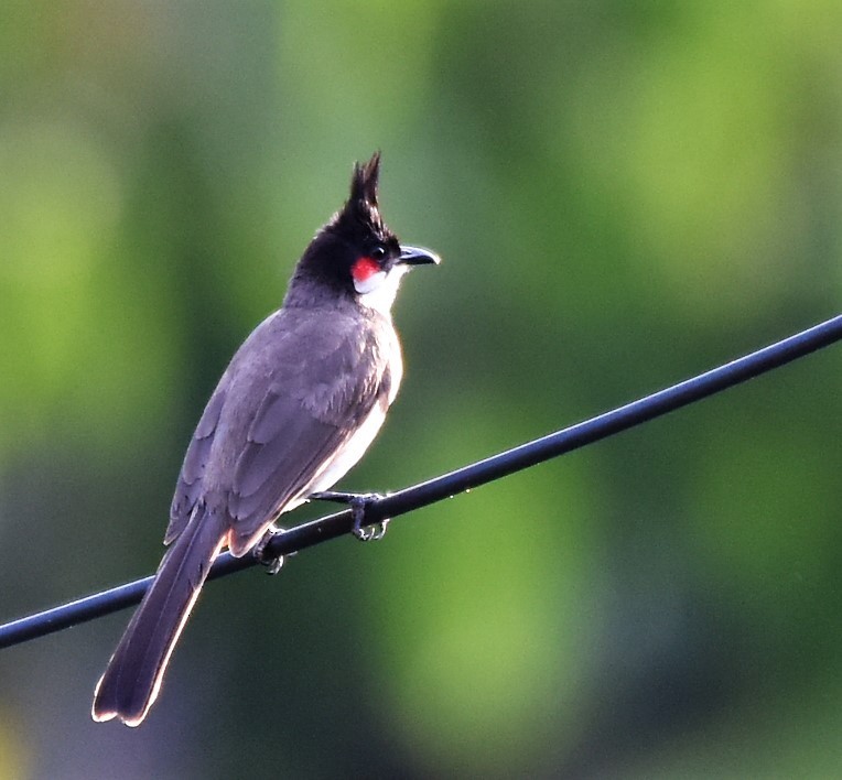 Red-whiskered Bulbul - ML645486697