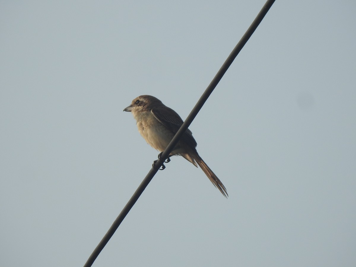 Brown Shrike - ML645486698
