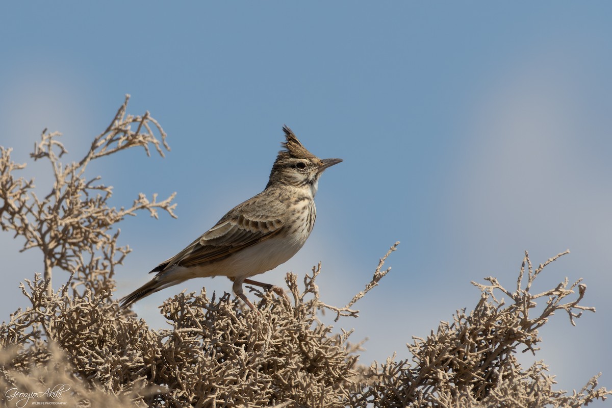 Crested Lark - ML645486699