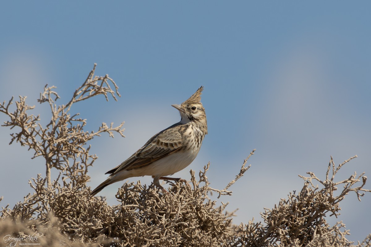 Crested Lark - ML645486700