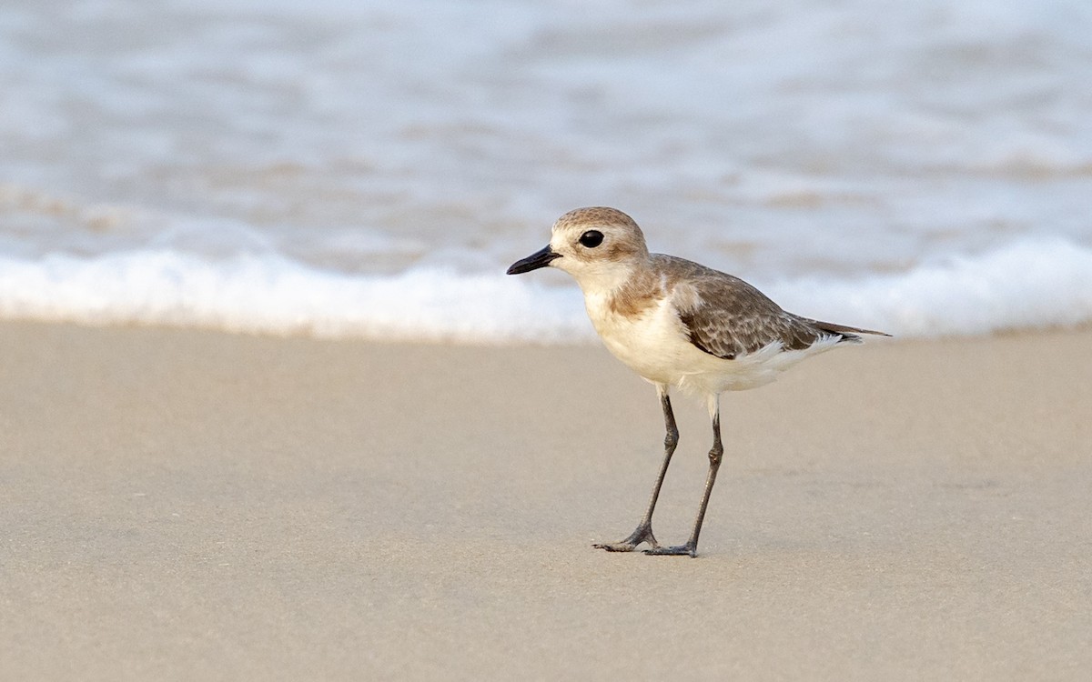 Tibetan Sand-Plover - ML645486701