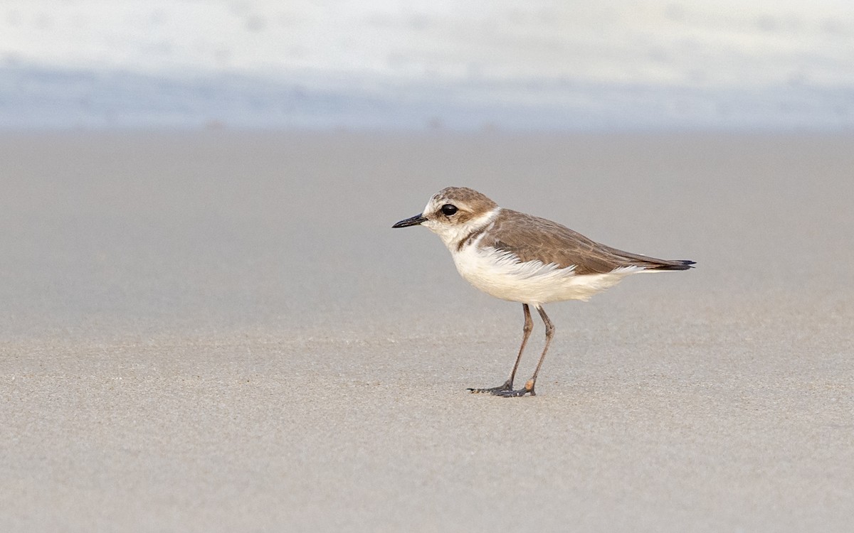 Kentish Plover - ML645486703