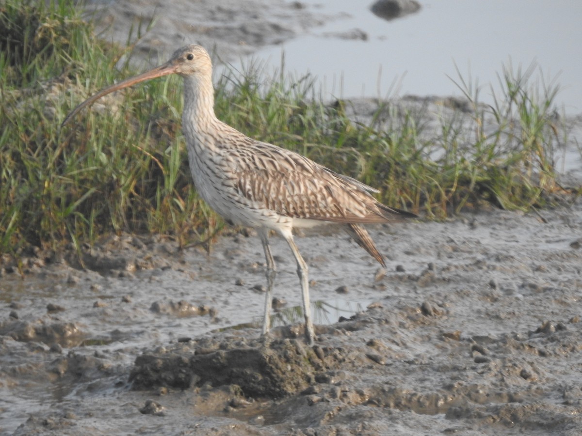 Eurasian Curlew - ML645486704