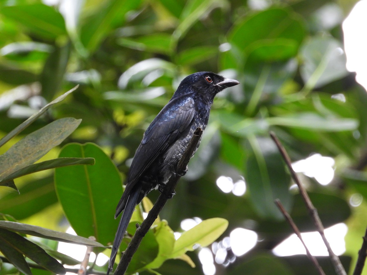 Crow-billed Drongo - ML645486706