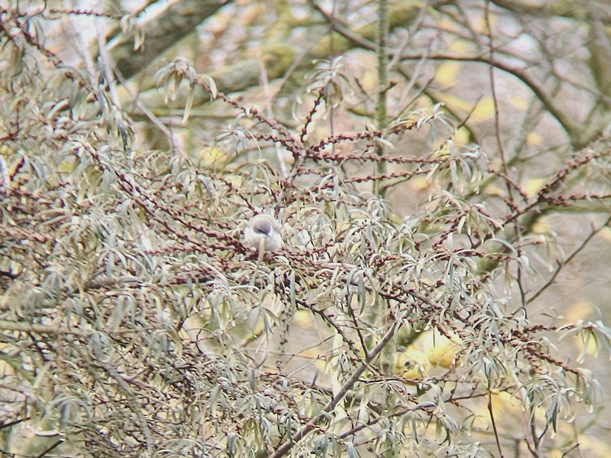 Lesser Whitethroat (Lesser) - ML645486707