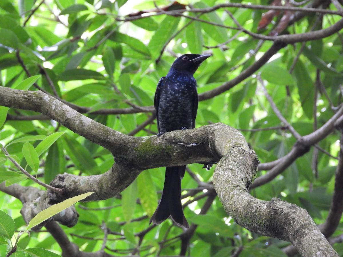 Crow-billed Drongo - ML645486708