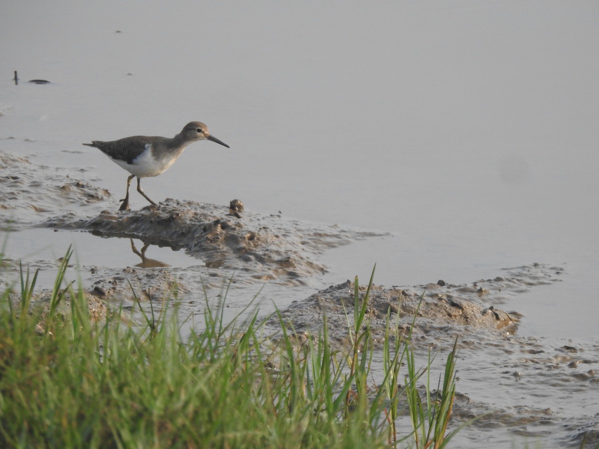 Common Sandpiper - ML645486709